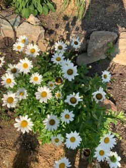 shasta daisies at TGS